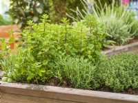 Herb mix in raised bed, spring May