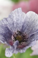 Papaver rhoeas  'Amazing Grey'  Poppy  Variable in colour and form  July