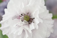 Papaver rhoeas  'Amazing Grey'  Poppy  Variable in colour and form  July