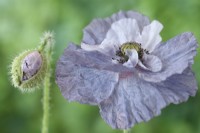 Papaver rhoeas  'Amazing Grey'  Poppy flower and bud  Variable in colour and form  June