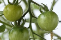 Solanum lycopersicum  'Tumbling Tom Yellow'  Cherry tomato unripe fruit  Syn. Lycopersicon esculentum  June