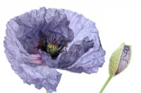 Papaver rhoeas  'Amazing Grey'  Poppy  Variable in colour and form  Flower and bud  July