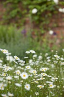 Leucanthemum vulgare - Oxeye daisy - in an unmown lawn