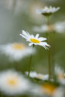Leucanthemum vulgare - Oxeye daisy - May