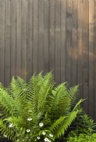 Ferns and white nigella against the black cedar cladding of the contemporary extension.