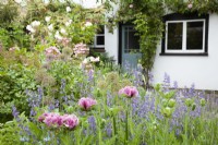 Cottage garden planting in the border by the house including Papaver orientale 'Patty's Plum', Allium 'Purple Sensation' and Nepeta 'Walker's Low'
