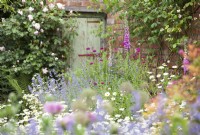 View through cottage garden planting to a rustic door in a brick outbuilding. Rosa 'Generous Gardener' by door. Planting includes Nepeta 'Six Hills Giant' and Knautia macedonica.