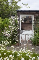 Reclaimed rustic greenhouse door with Rosa 'Little Rambler'