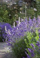 Planting in the borders incudes Lavenders 'Munstead' and 'Hidcote', and Stachys byzantina.