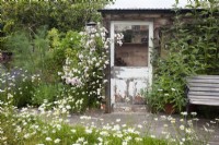 Reused rustic greenhouse door with Rosa 'Little Rambler'