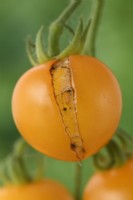 Solanum lycopersicum  'Tumbling Tom Yellow'  Cherry tomato  Split fruit starting to go mouldy  Syn. Lycopersicon esculentum  August