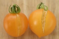 Solanum lycopersicum  'Tumbling Tom Yellow'  Cherry tomato picked split fruit  Syn. Lycopersicon esculentum  August