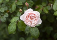 Rosa 'Generous Gardener' - English Climbing Rose - June