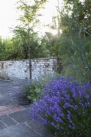 Lavandula angustifolia 'Munstead' in the border and a young Prunus subhirtella 'Autumnalis' with paving of reclaimed materials.