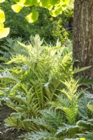 Cynara cardunculus, summer July