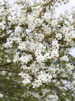Exochorda racemosa, spring May