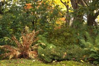 Autumn Japanese garden scene with evergreen Rhododendrons and Azaleas and fern with yellow leaves.
November