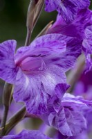 Gladiolus 'Velvet Eyes'