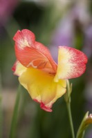 Gladiolus 'Georgette'
