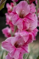 Gladiolus 'Pink Parrot'