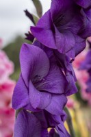 Gladiolus 'Purple Mate'