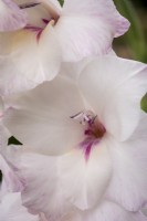 Gladiolus 'Lumiere'