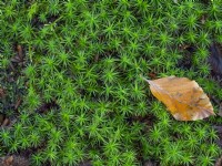 Syntrichia ruralis Star Moss and Beech leaf November Autumn