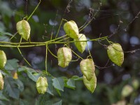 Koelreuteria paniculata - golden rain tree seedheads