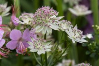Astrantia major 'Buckland' - Hare Spring Cottage Plants - RHS Chelsea Flower Show 2023