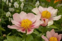 Paeonia 'Golden Frolic' - Claire Austin Hardy Plants - RHS Chelsea Flower Show 2023