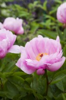 Paeonia 'May Lilac' - Claire Austin Hardy Plants - RHS Chelsea Flower Show 2023