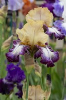 Iris 'Margin Call' - Claire Austin Hardy Plants - RHS Chelsea Flower Show 2023