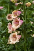 Digitalis 'Dalmation Peach' - The Botanic Nursery - RHS Chelsea Flower Show 2023