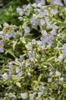 Polemonium reptans 'Stairway to Heaven' - Moore  and  Moore Plants - RHS Chelsea Flower Show 2023