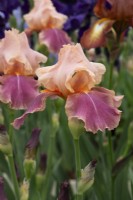 Iris 'Carnaby' - Claire Austin Hardy Plants - RHS Chelsea Flower Show 2023