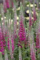 Veronica spicata 'Anniversary Rose'- Hare Spring Cottage Plants - RHS Chelsea Flower Show 2023