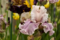 Iris 'Mystic Art' - Claire Austin Hardy Plants - RHS Chelsea Flower Show 2023