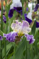 Iris 'Moonlit Water' - Claire Austin Hardy Plants - RHS Chelsea Flower Show 2023