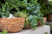 Planted clay bowls on a stone shelf in The Natural Affinity Garden for Aspens designed by Camellia Taylor - All About Plants Gardens - RHS Chelsea Flower Show 2023