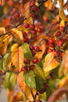 Malus baccata or Siberian crab apple, or Chinese crab apple tree branch with fruits and autumn coloured leaves.        