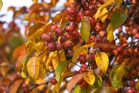 Malus baccata or Siberian crab apple, or Chinese crab apple tree branch with fruits and autumn coloured leaves.
November