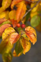 Malus baccata or Siberian crab apple, or Chinese crab apple tree branch with fruits and autumn coloured leaves.