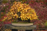 Carpinus betulus, the European or common hornbeam Bonsai with  with yellow autumn foliage.
November