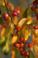 Malus baccata or Siberian crab apple, or Chinese crab apple tree branch with fruits and autumn coloured leaves.                 