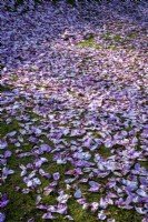 Fallen petals of Magnolia denudata 'Forest Pink'