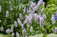 Persicaria bistorta 'Superba' - Myeloma UK - A Life Worth Living Garden - Designer Chris Beardshaw - RHS Chelsea Flower Show 2023