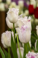 Tulipa 'Eyelash' - Bloms Bulbs - RHS Chelsea Flower Show 2023