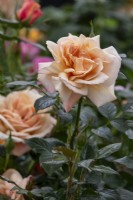 Rosa 'Susie'; 'Harwhistle' - Harkness Roses - RHS Chelsea Flower Show 2023