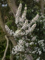 Leptospermum lanigerum 'Silver Sheen'  m in flower June Summer