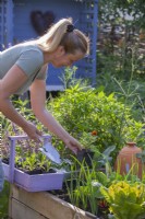 Woman planting French marigold - Tagetes patula in vegetable bed as a good companion.